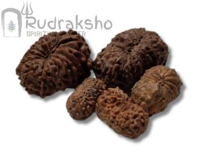 16 Mukhi Rudraksha from Indonesia